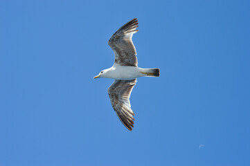 Seagull flying, clear blue sky background 