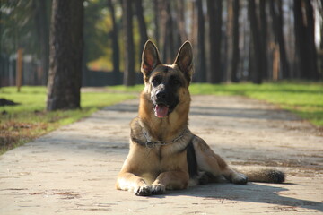 german shepherd dog