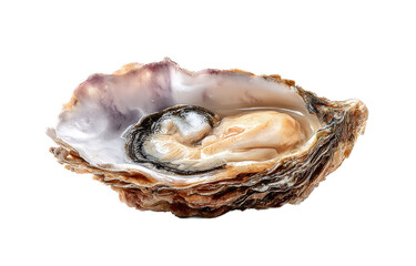 [Transparent Background PNG]Fresh Oyster with Shell on White Background