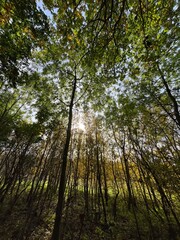 sun shining through trees