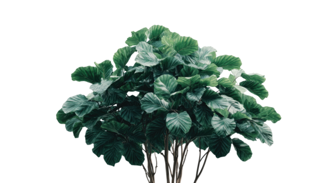 Tree with Large Green Leaves Absorbing Carbon Emissions on Transparent Background

