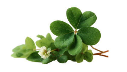 [Transparent Background PNG]Lucky Clover Close-up on White Background