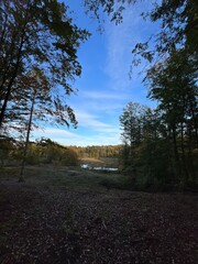 autumn in the forest