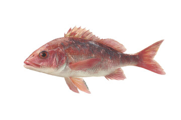 [Transparent Background PNG]Fresh Red Fish Isolated on White Background