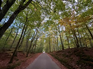 Obraz premium path in the woods