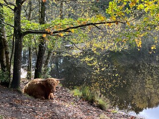 wild brown cow with big horns in the forest with the lake