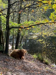 wild brown cow with big horns in the forest with the lake