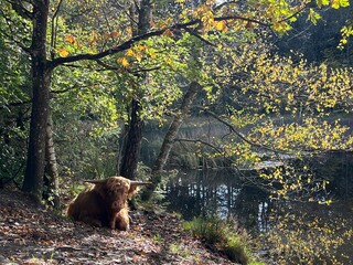 wild brown cow with big horns in the forest with the lake