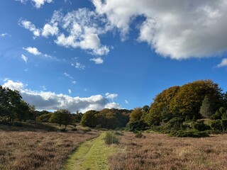 Fototapeta premium landscape with trees and sky