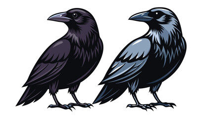 Photo of two majestic crows, one dark and one bluishgray, stand isolated on white background