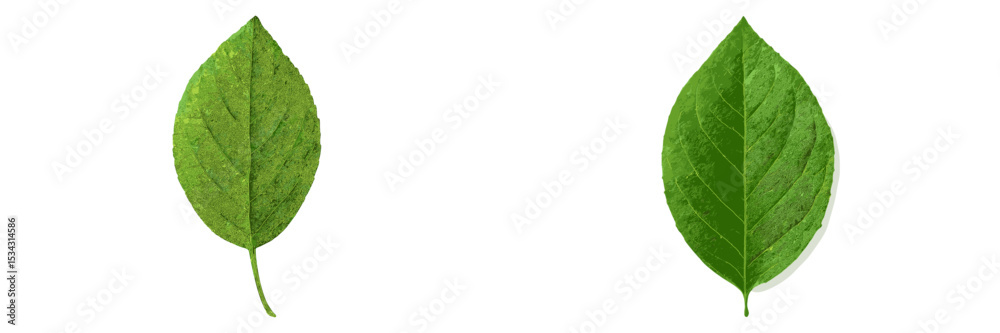 Poster two green leaves showcasing natural textures and shapes on a white background suitable for design an
