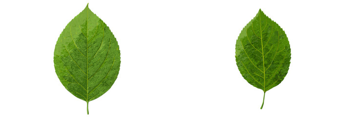 Fototapeta premium Two green leaves side by side showcasing different shapes and textures for botanical illustration