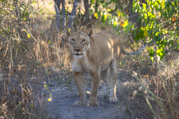 Lioness Mother Standing Tall in African Sunlight