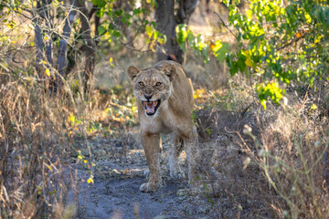 Lioness Mother in Attack Stance Among African Bushes