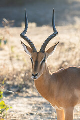 Wile African Antelope Impala At Sunrise