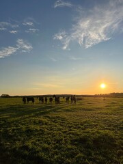 horses on the field in the sunset