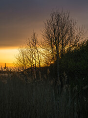 Sunset in Sweden showcases tranquil silhouettes against a colorful sky with warm hues reflecting on...