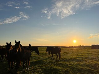 horses on the field in the sunset