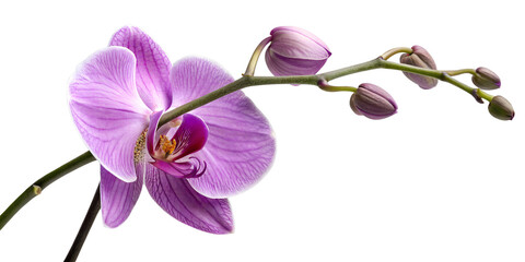 Obraz premium Pink phalaenopsis orchid blossom isolated on a Transparent background