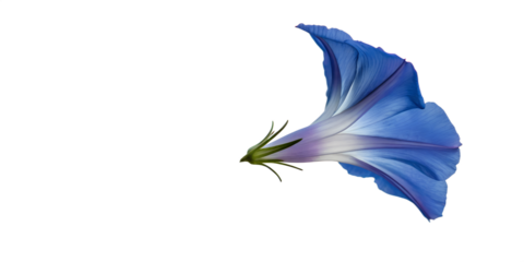 A beautiful blue iris blossom, isolated on white, captures the essence of spring nature with delicate petals- Transparent Background