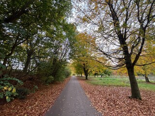 road in the autumn park
