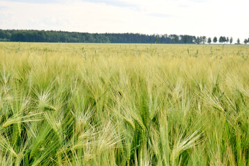 Rural landscape. Background of ripening ears of rye
