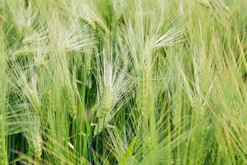 Rural landscape. Background of ripening ears of rye
