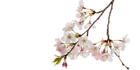 Pink cherry blossom branch with delicate petals blooming against a clear sky, a beautiful sign of spring's arrival in nature- Transparent Background