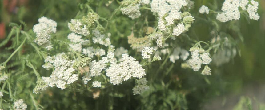 White yarrow plant flowers shallow DOF 4K scope video