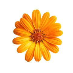 Obraz premium Vibrant Orange Flower, A vibrant orange flower with delicate petals, surrounded by lush green leaves, showcasing its bright color against nature, isolated on transparent background