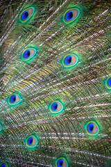 peacock feathers close up abstract 