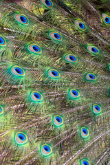 peacock feathers close up abstract 