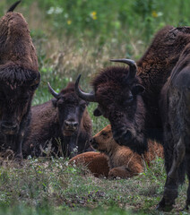 Fototapeta premium Battelle Darby Creek Metropark