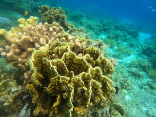 Vibrant Coral Reef
