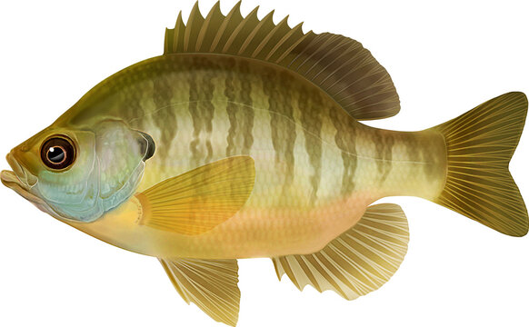 Fresh water fish Bluegill