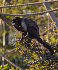 Tufted capuchin (sapajus apella) feeding