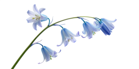 A vibrant blue iris flower with a delicate butterfly gracefully flying nearby, illustrating the beauty of nature in springtime- Transparent Background