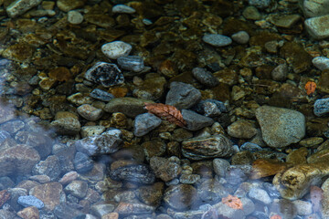 Fototapeta premium flowing water with fallen leaves on the stream in the autumn valley