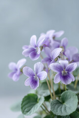 Naklejka premium closeup of blooming violets isolated on clean light background
