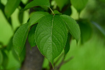 Korean Eucommia Ulmoides Plant with Leaves, Seeds, and Bark Close-up

