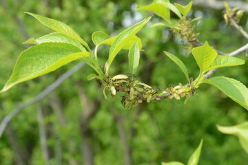 Korean Eucommia Ulmoides Plant with Leaves, Seeds, and Bark Close-up

