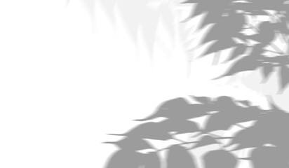 Shadows of leaves and overlay on white background