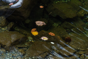 flowing water with fallen leaves on the stream in the autumn valley