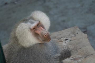 Baboon Zoo Animal Portrait Closeup