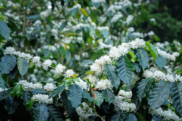 white coffee flowers blooming on the branches of the coffee tree in the mountain field,