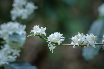 white coffee flowers blooming on the branches of the coffee tree in the mountain field,