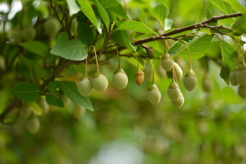 Korean Styrax Obassia Tree with Fruits, Bark, and Green Leaves Close-up

