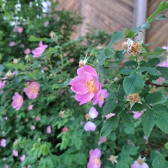 butterfly on pink flowers wild roses 