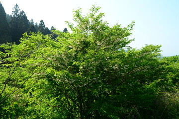 Korean Styrax Obassia Tree with Fruits, Bark, and Green Leaves Close-up


