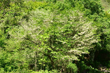 Korean Styrax Obassia Tree with Fruits, Bark, and Green Leaves Close-up

